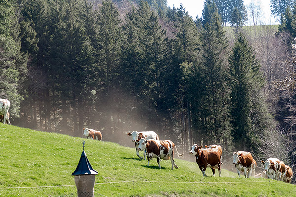 Kühe